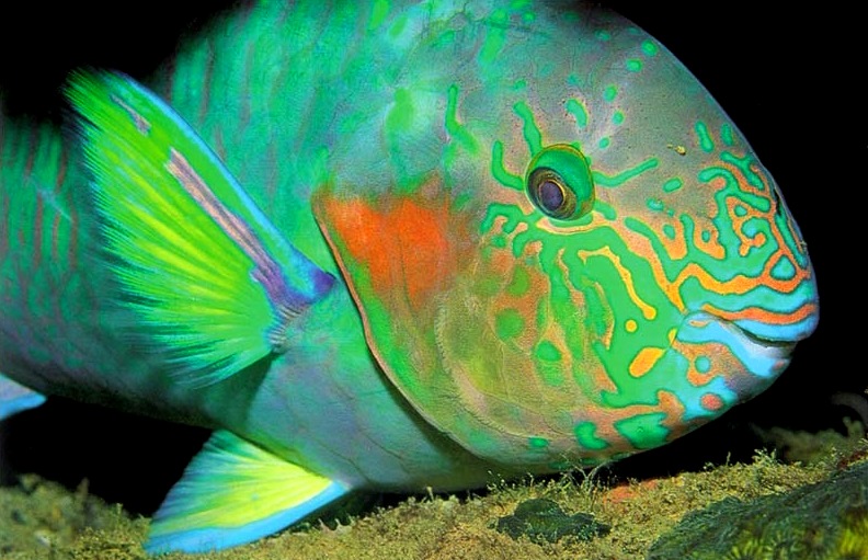 148_parrot_fish.jpg